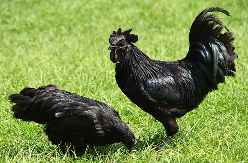پیشینه و تاریخچه‌ی مرغ و خروس سیاه