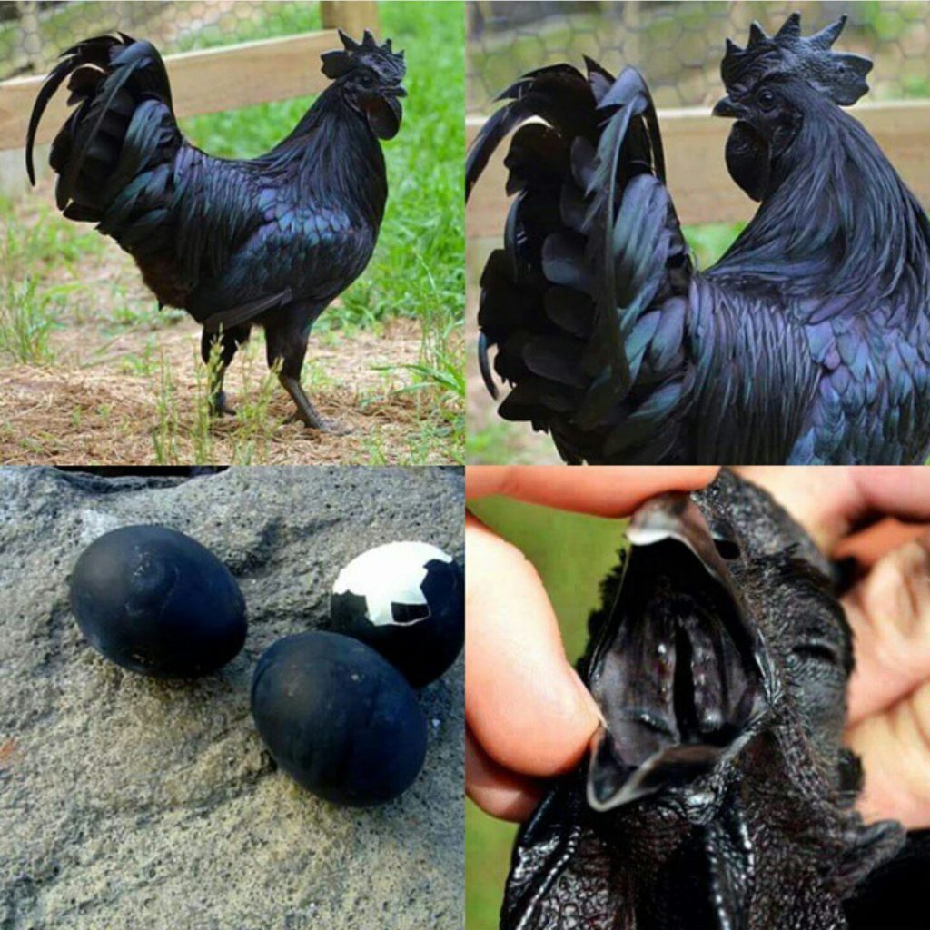 پرورش مرغ و خروس سیاه